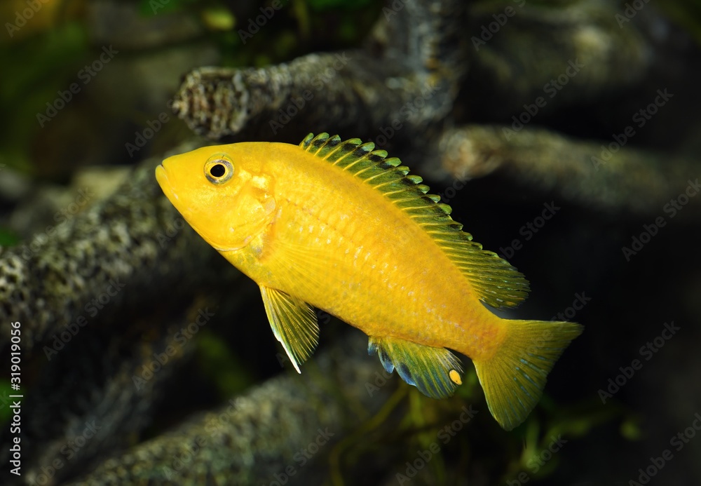 Kúpim labidochromis c. Yellow