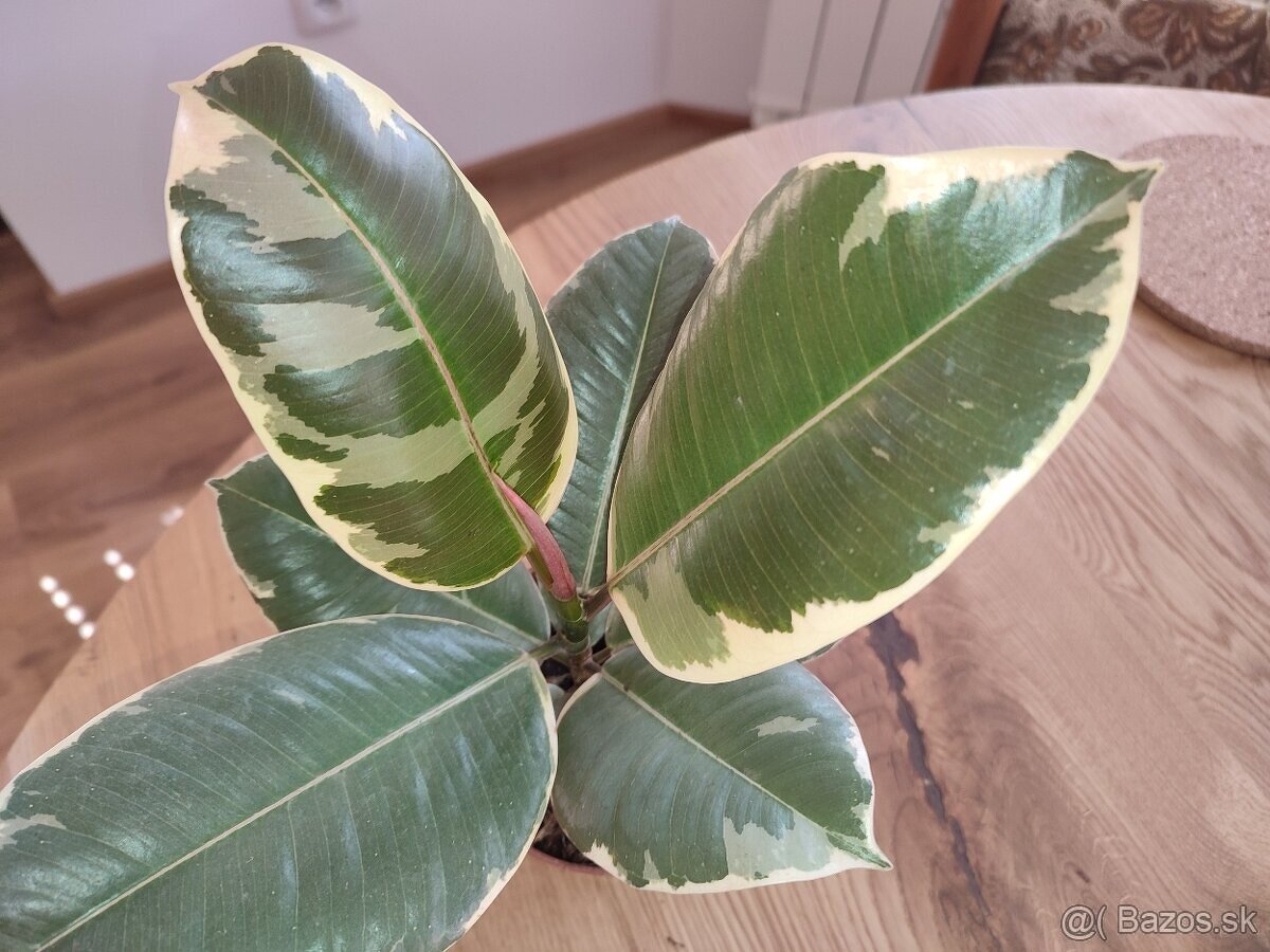 Izbové rastliny - Ficus elastica ‘Tineke’