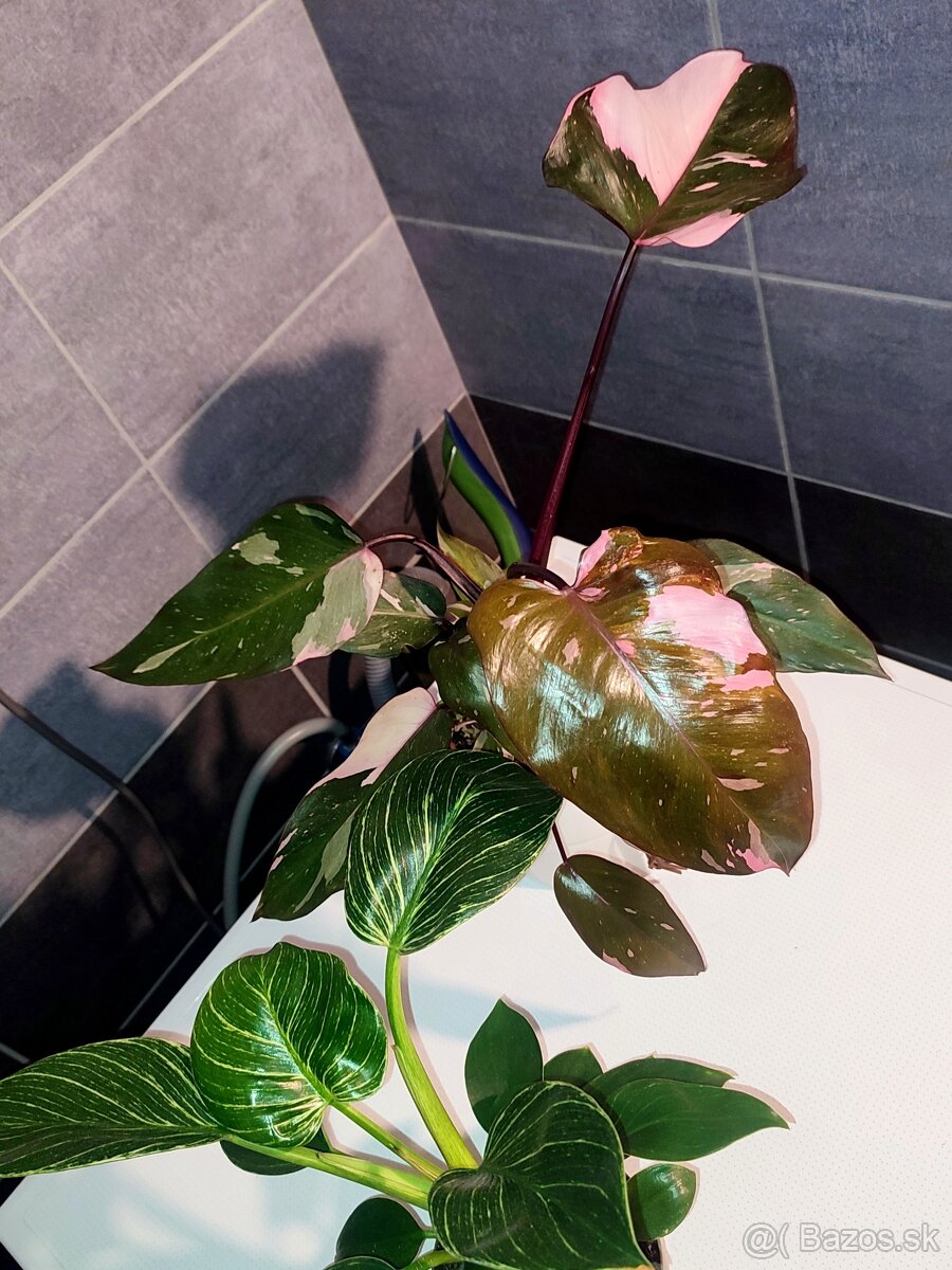 Philodendron ‘Pink Princess a Birkin - cena spolu