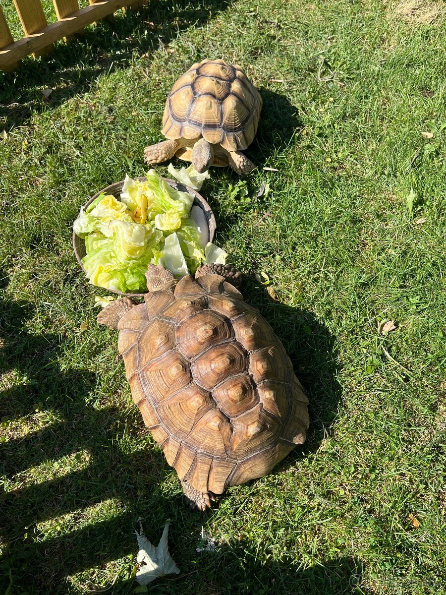 Predám korytnacky Sulcata