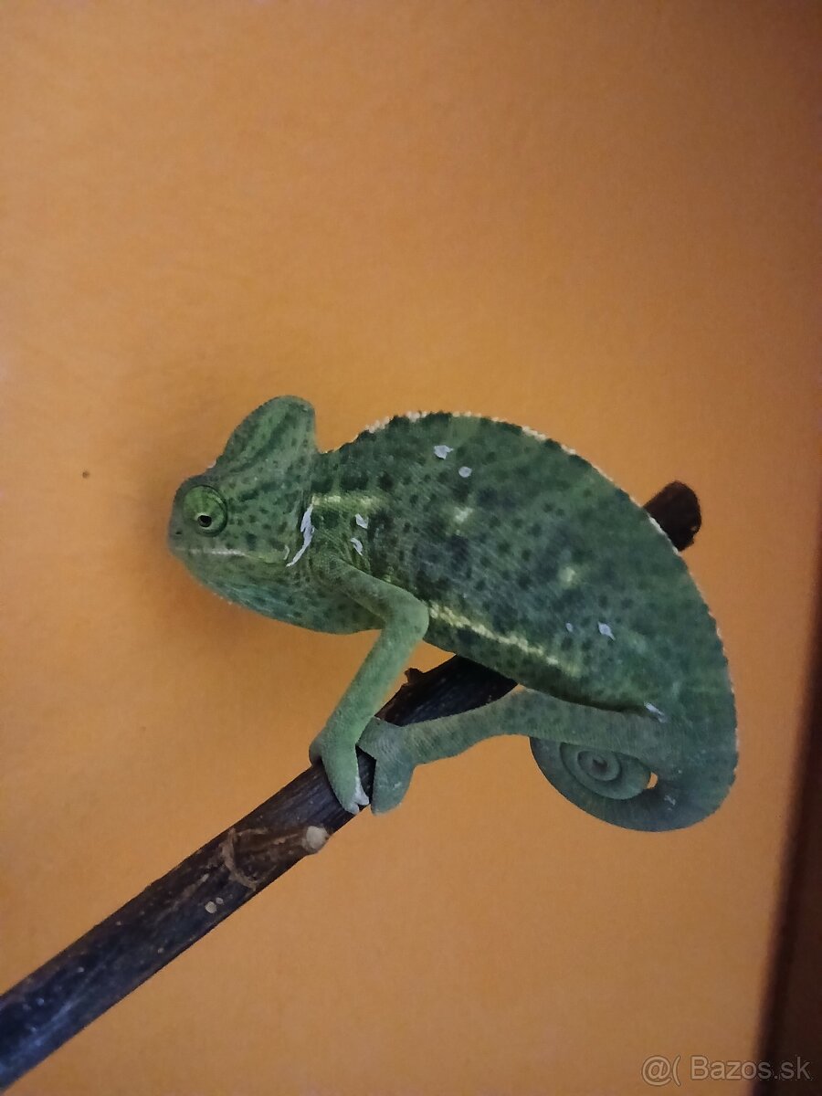 Chameleón  jemenský