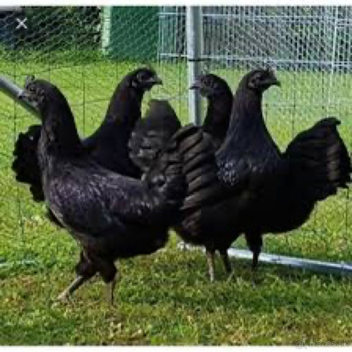 AYAM CEMANI