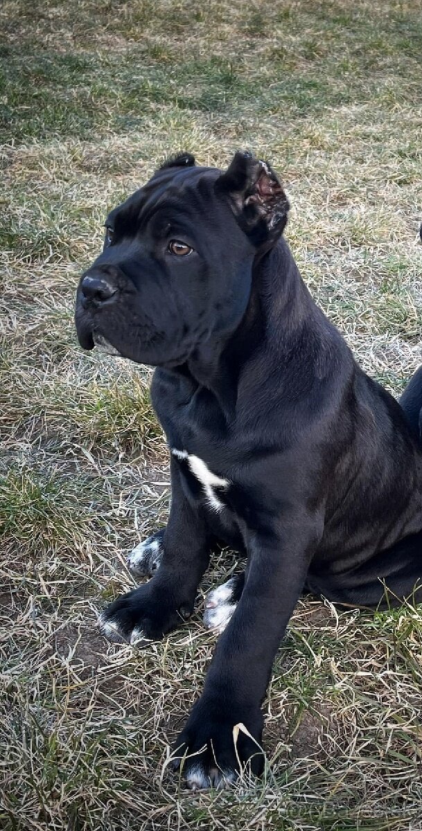 Cane corso 2-psíkovia s PP