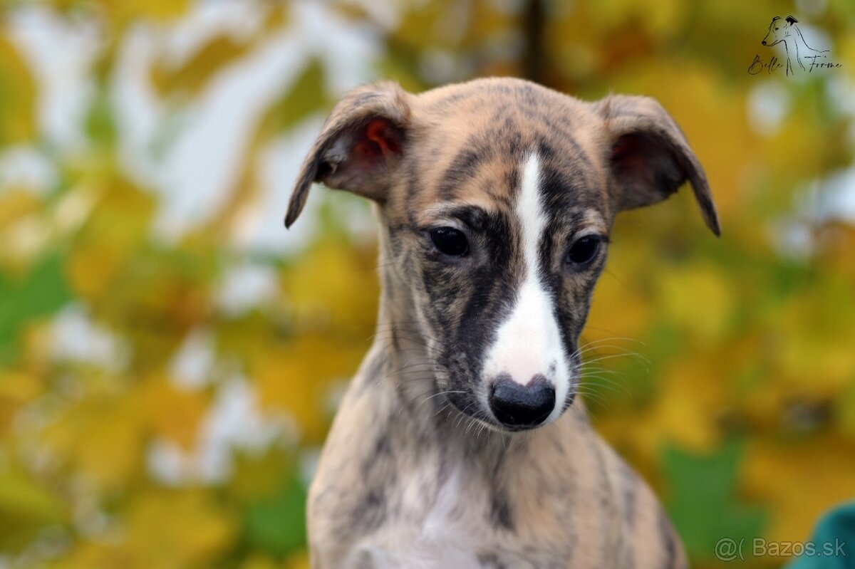 Whippet FCI