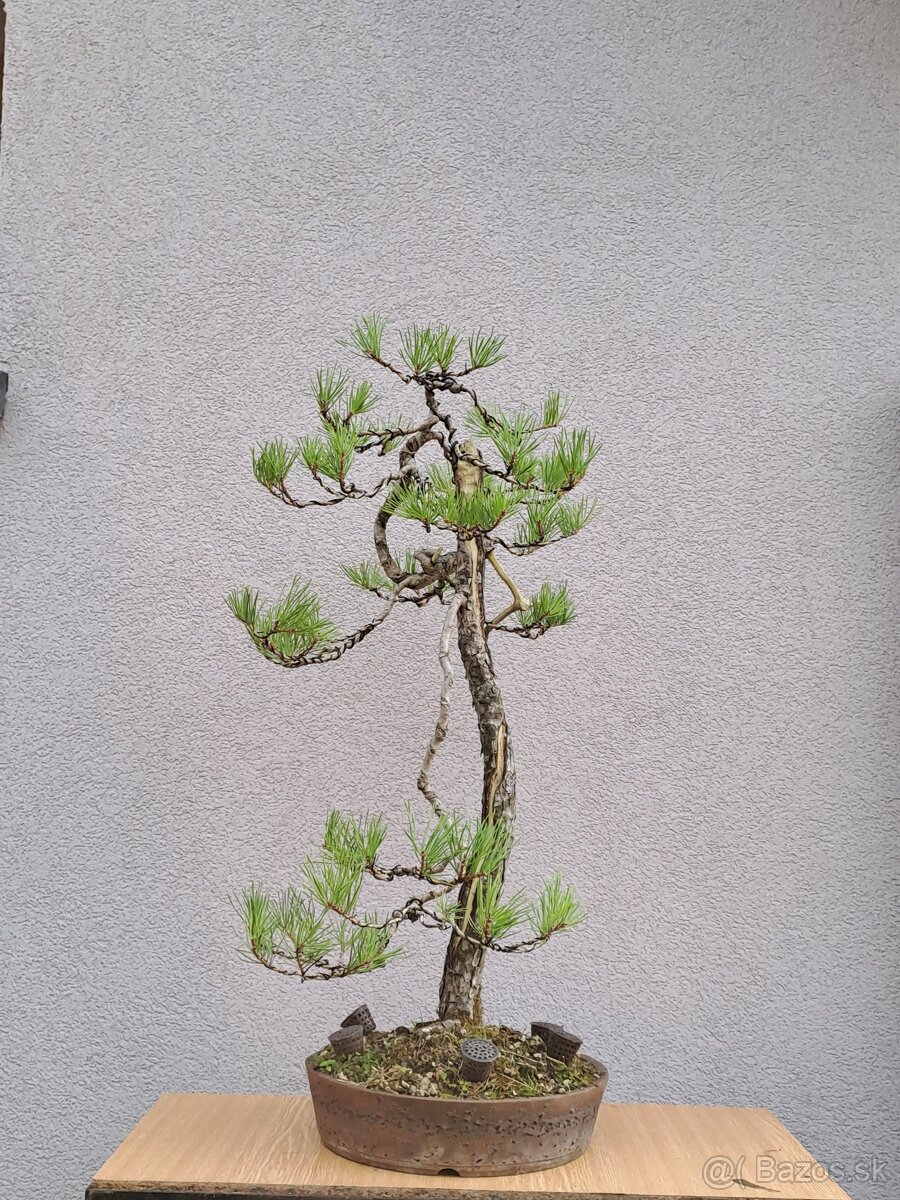 Bonsai / bonsaj - rozne, foto v prilohe, ponuka v texte