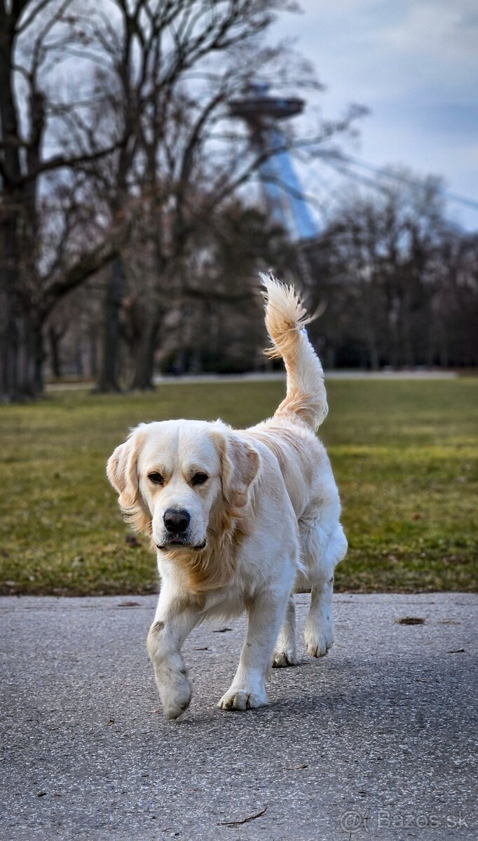 Zlatý retriever s PP - krytie