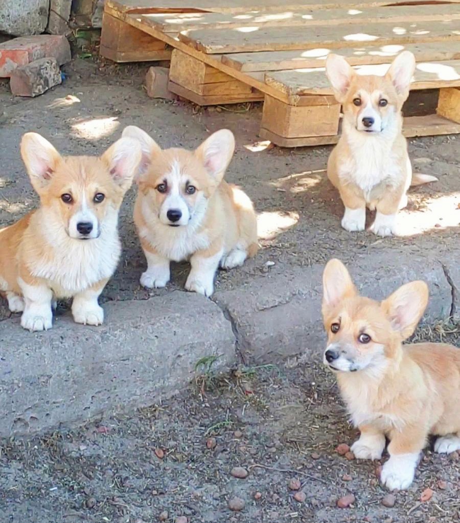 Welsh Corgi Pembroke