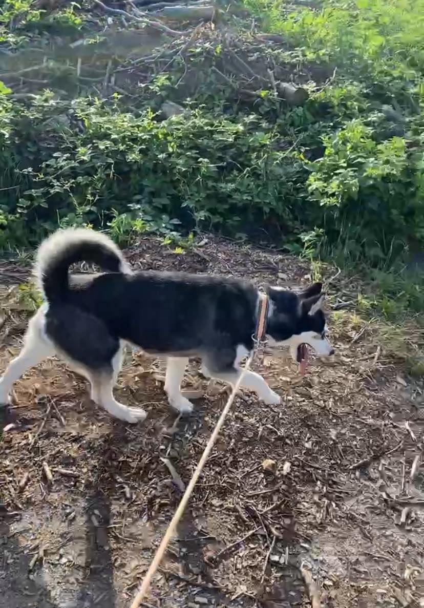 Sibirsky husky