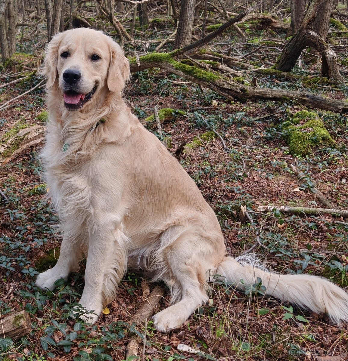 Retriever na krytie