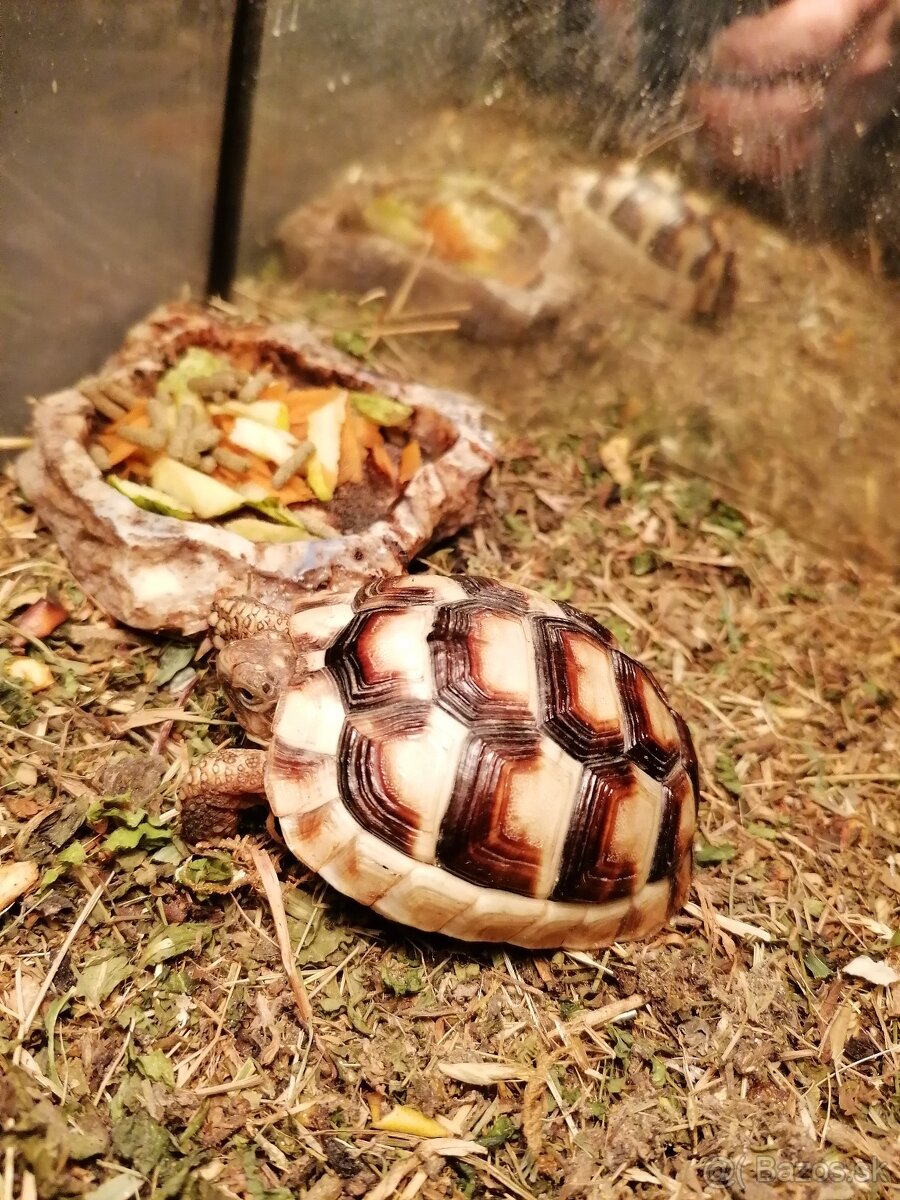 Korytnačka suchozemská Testudo Marginata