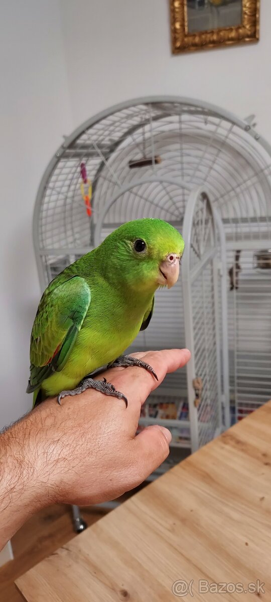 Krotký, ručne dokŕmeny papagáj červenokrídly