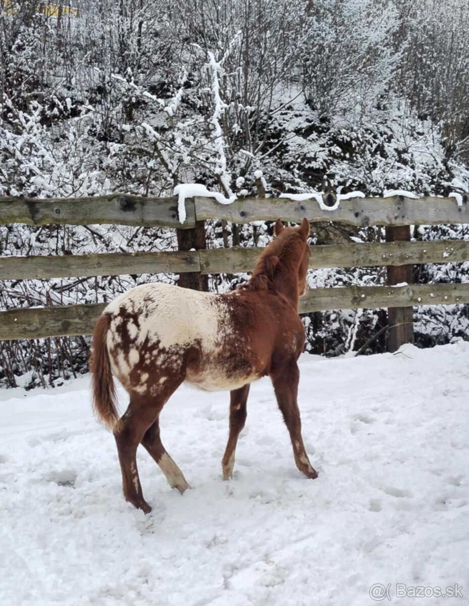 Appaloosa zrebcek 24.06.2024