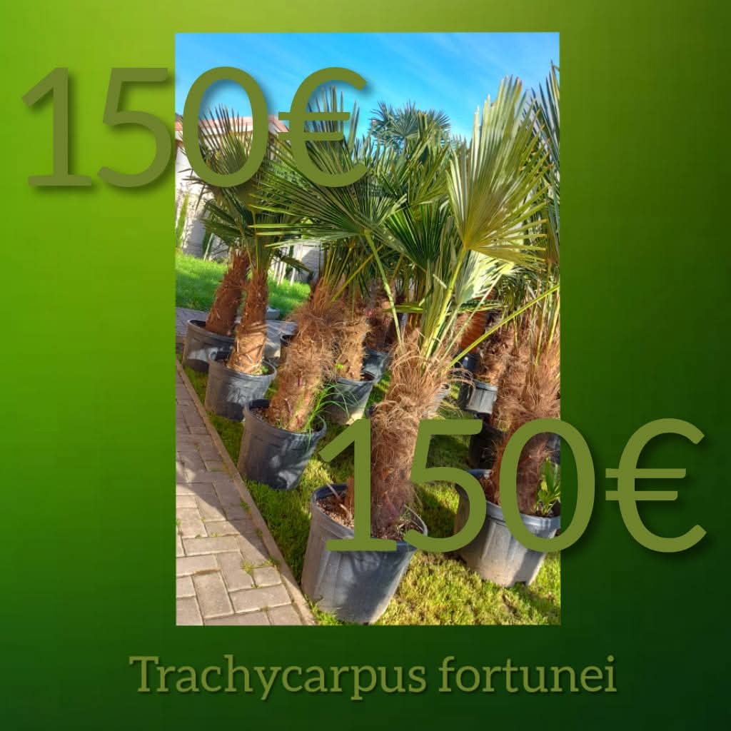 Trachycarpus Fortunei