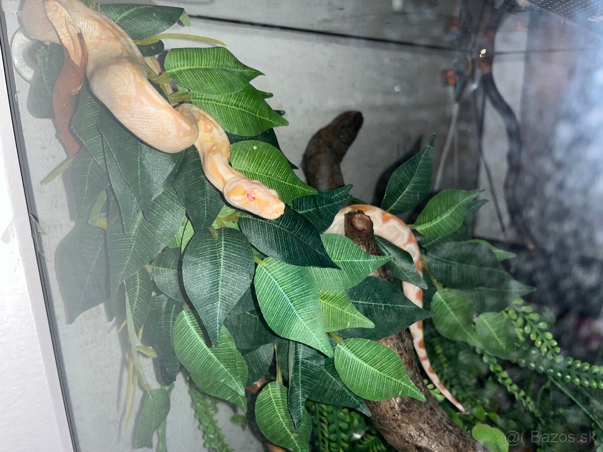 Vimena alebo predaj Boa constrictor + ideiglenes terrárium