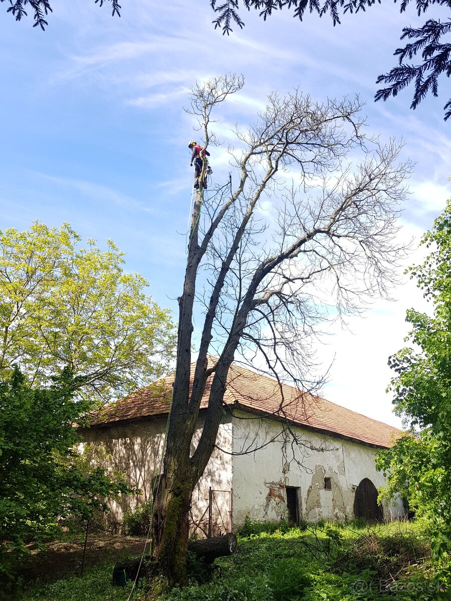 Výrub stromov / Arboristické práce