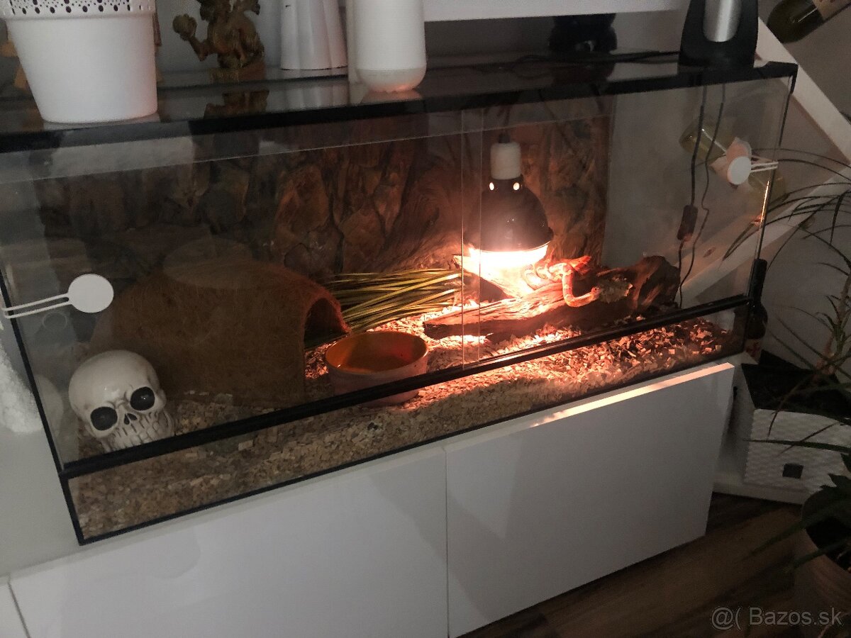 Veľké terarium plus Užovka  červena