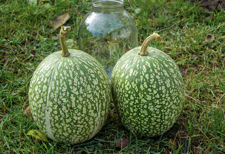 Tekvica figolistá - Cucurbita ficifolia - semená 10 ks