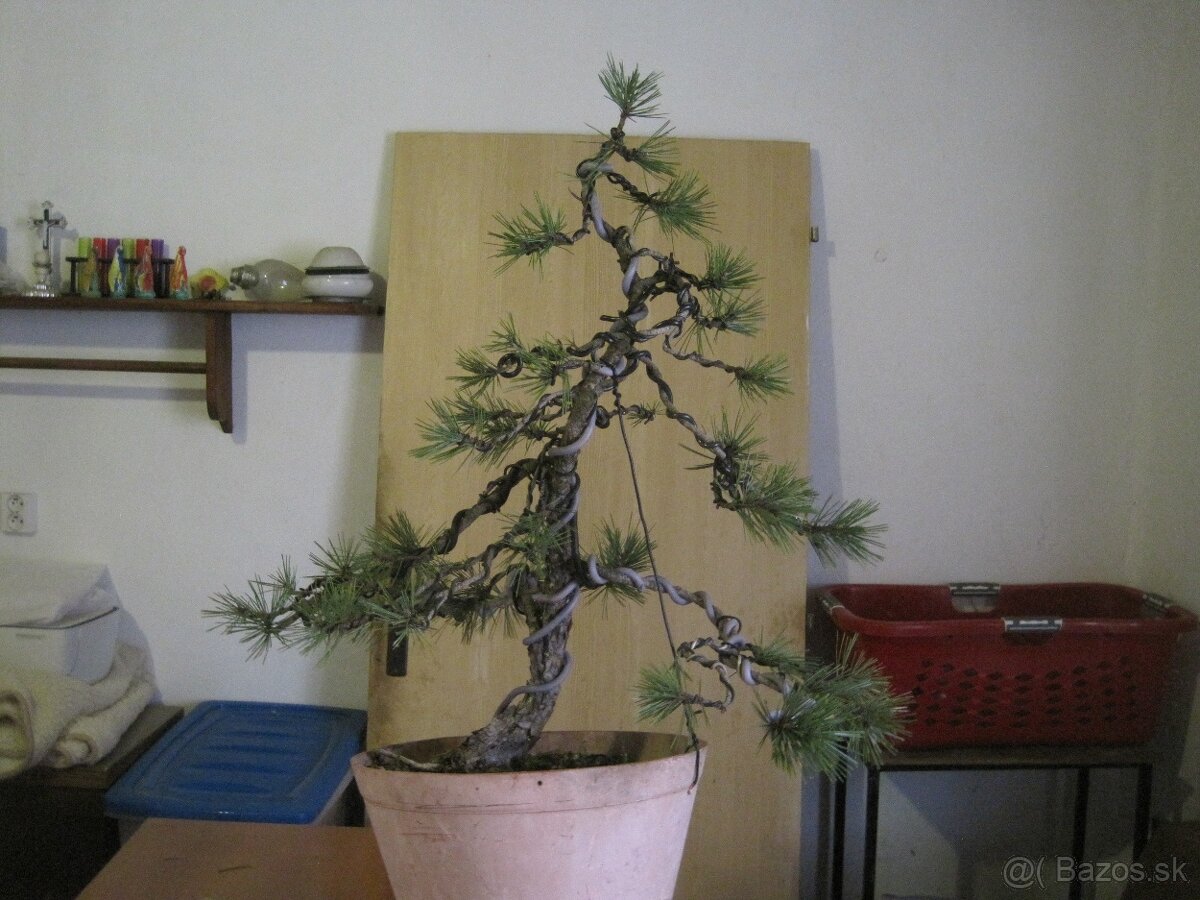 bonsai,bonsaj-BOROVICA