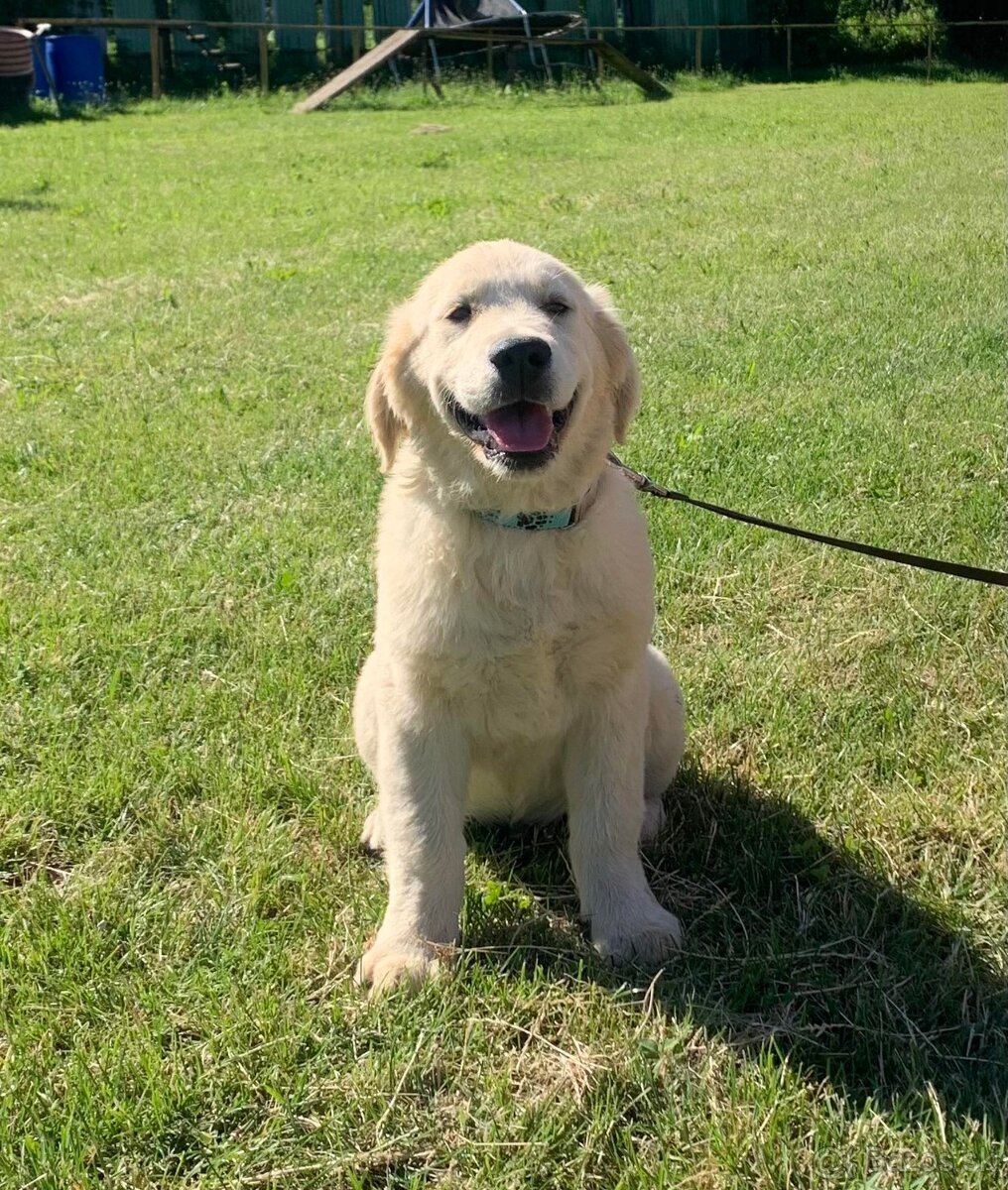 Zlatý retriever