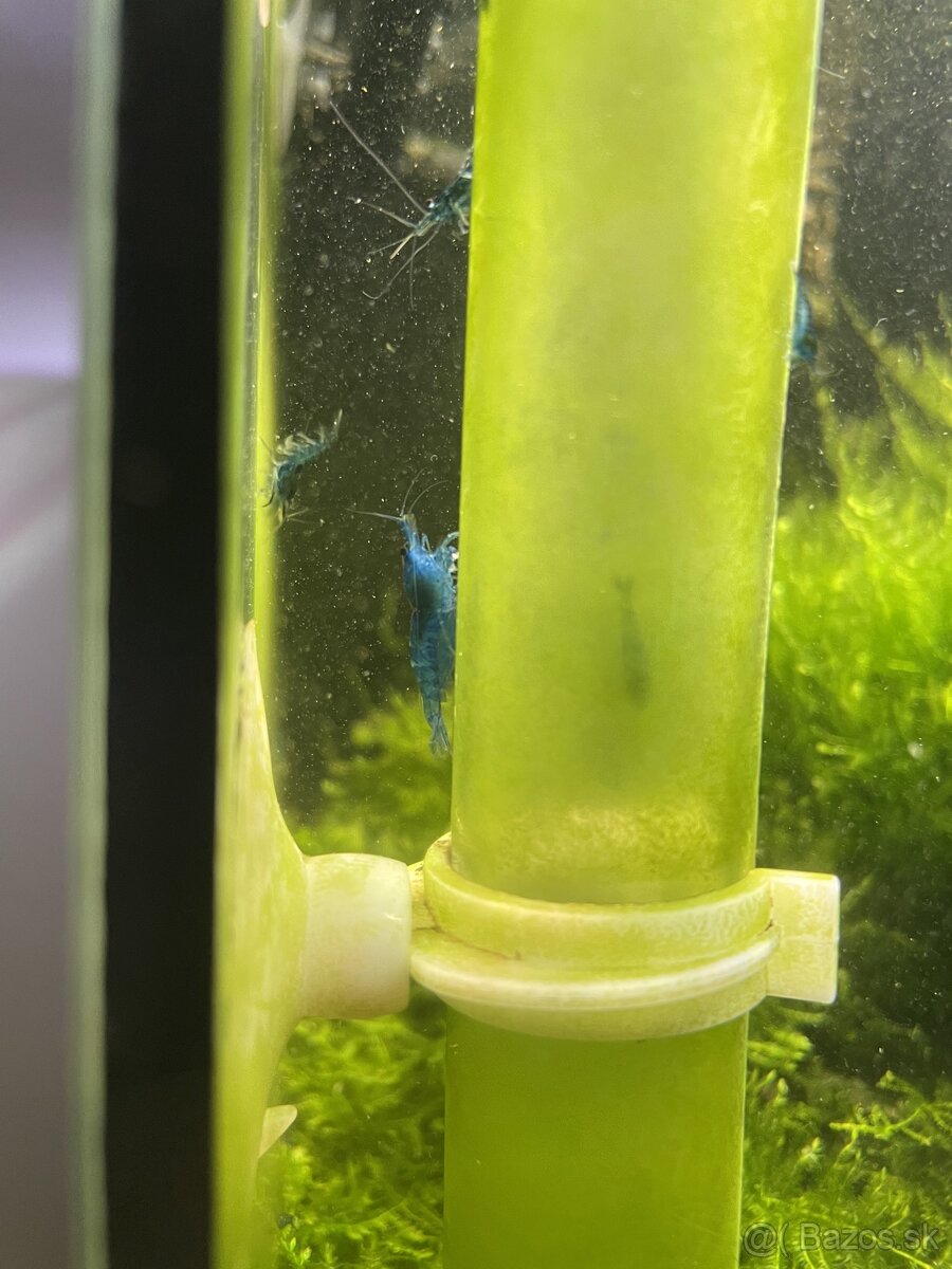 Blue Dream - Neocaridina davidi krevetky - 1 KS ZDARMA