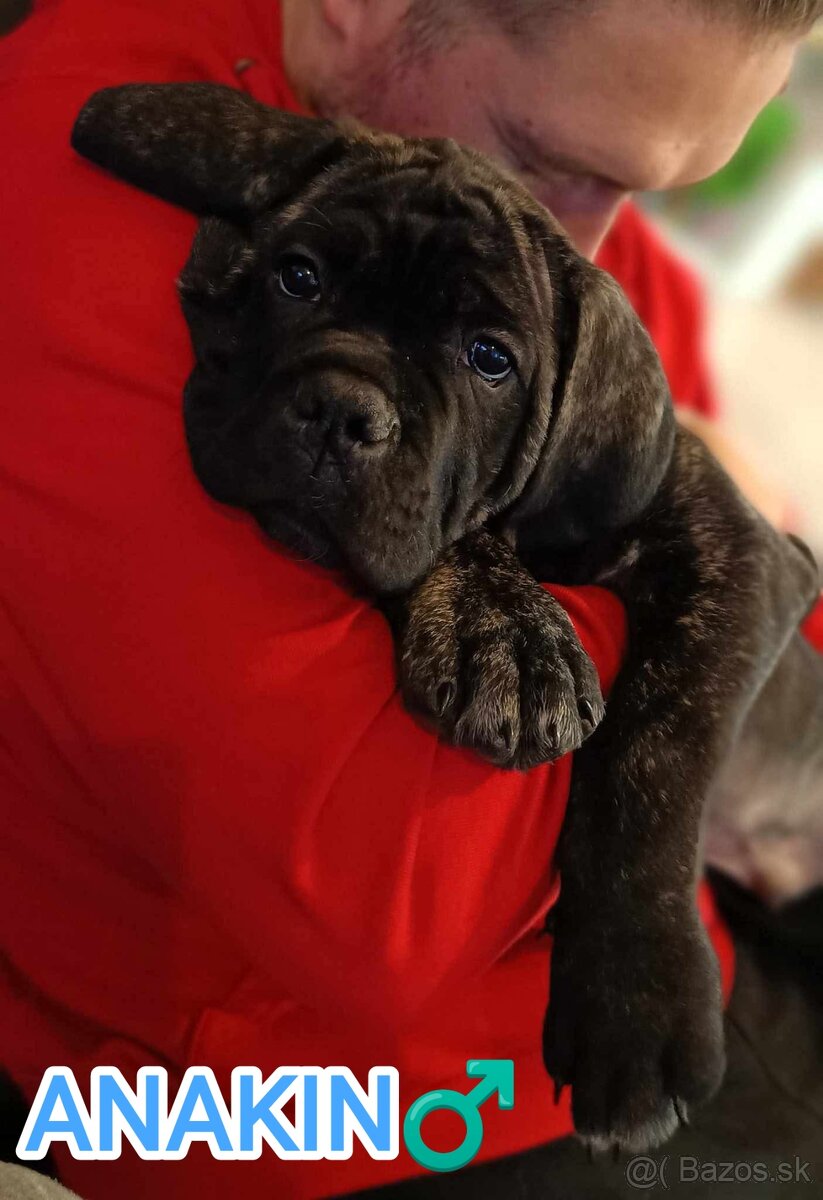 Šteniatka Cane Corso s pp