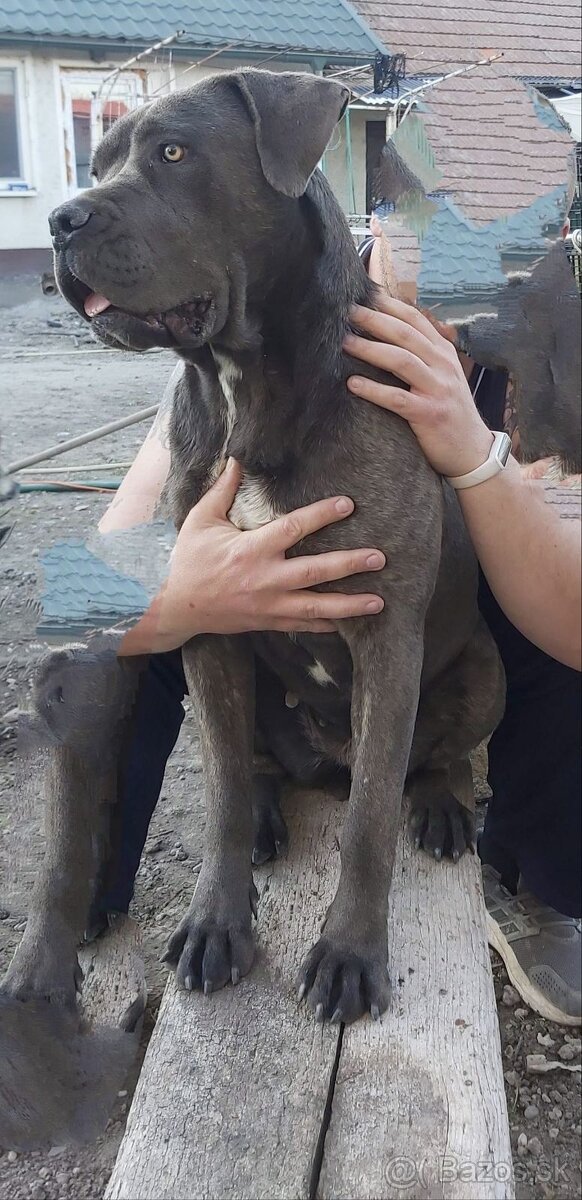 Darujem Cane Corso