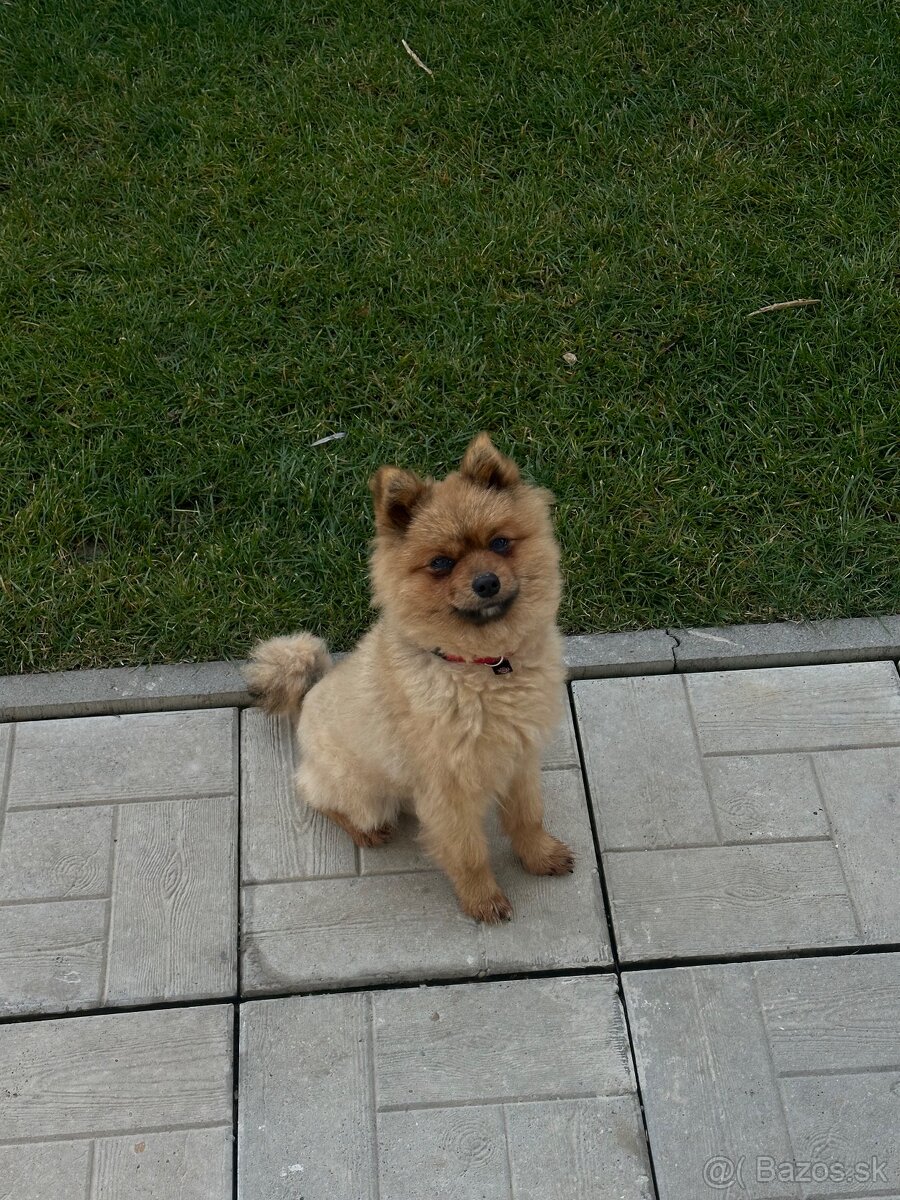 Pomeranian x oranžový špic