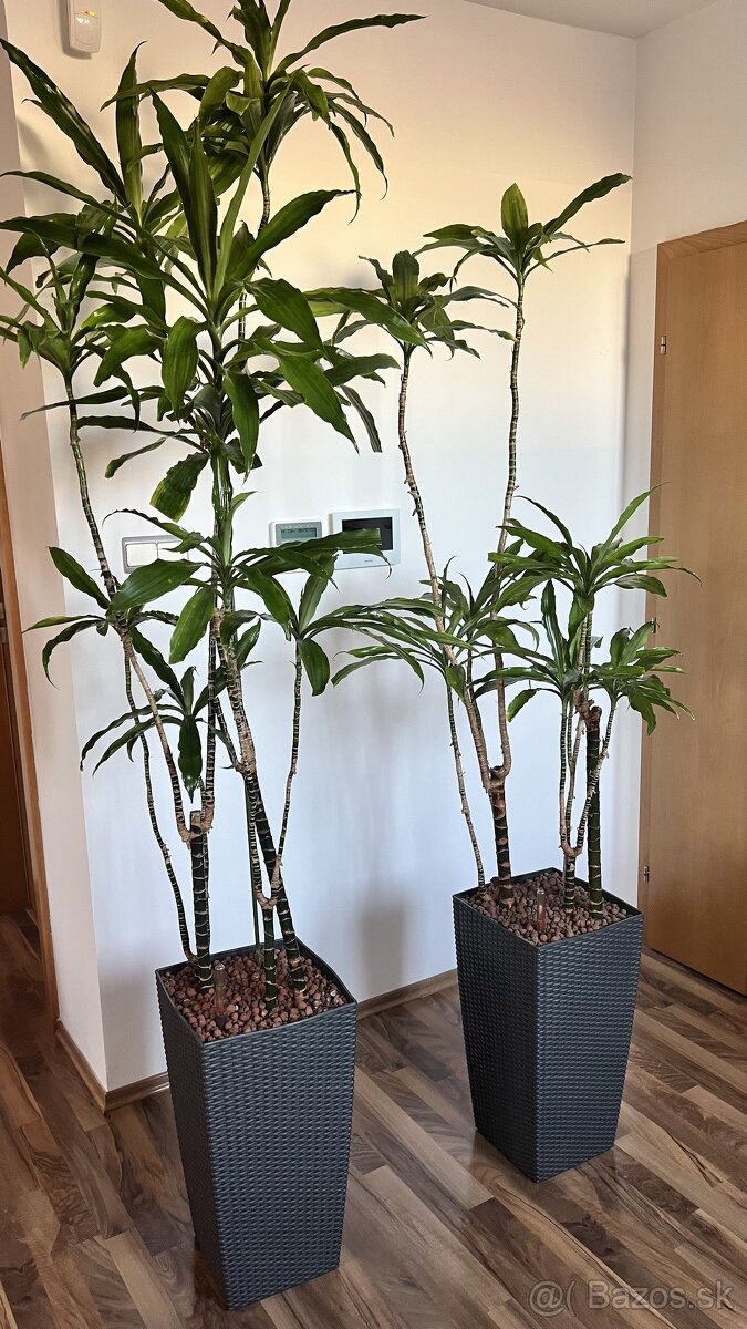 Rastliny palma Dracena 2x