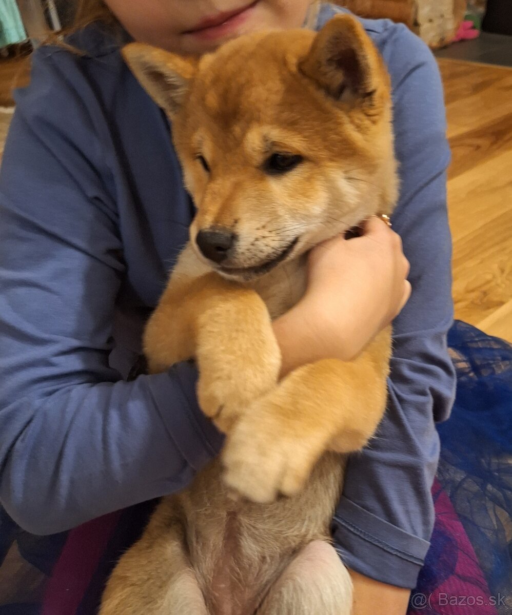 Shiba inu