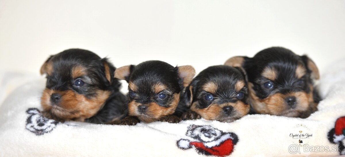 YORKSHIRE TERRIER s PP rodokmenom