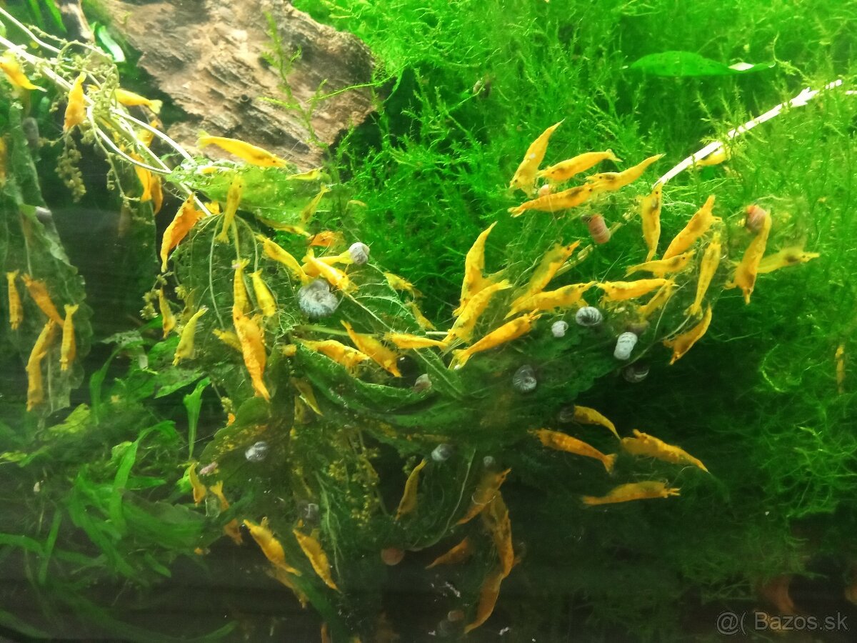 Krevetky neocaridina golden yellow fire