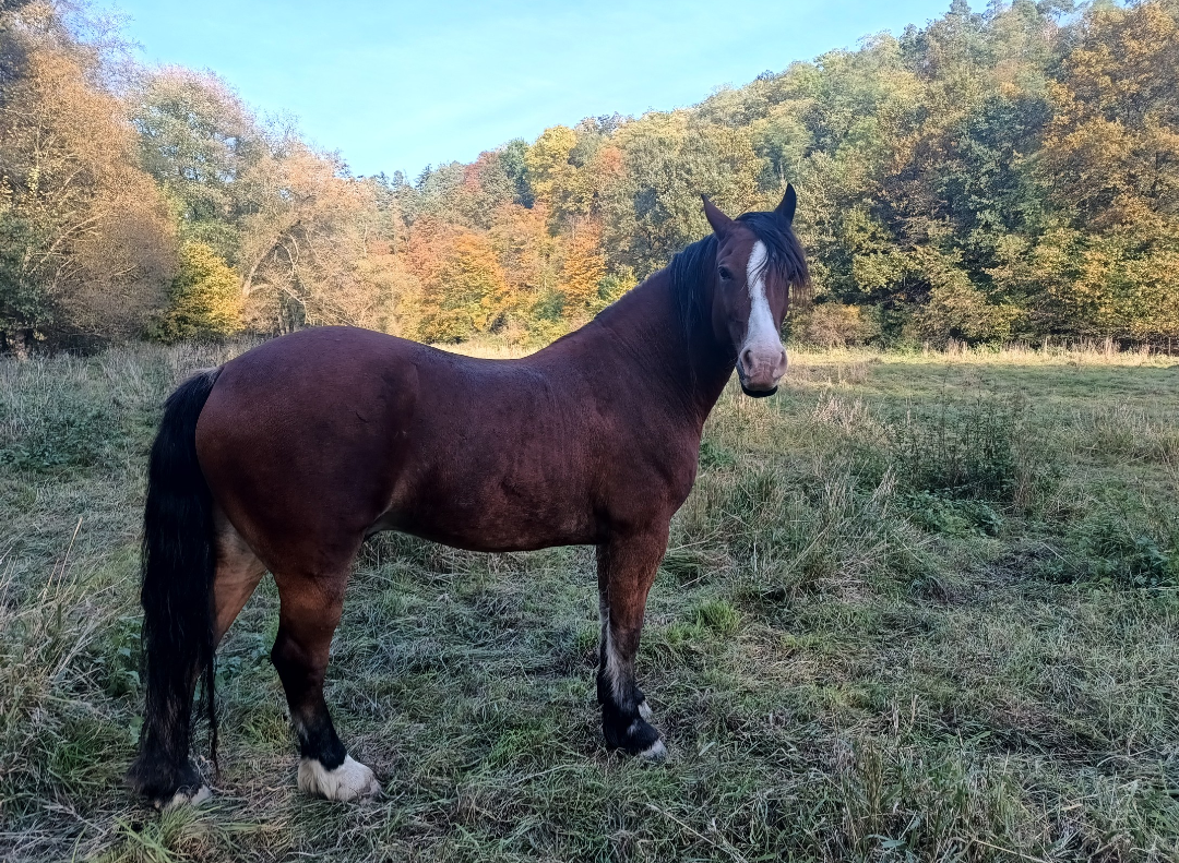 6-letý valach Welsh cob