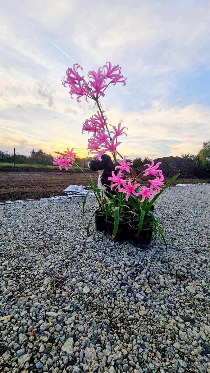 Nerina bowdenova - jesenná cibulovina