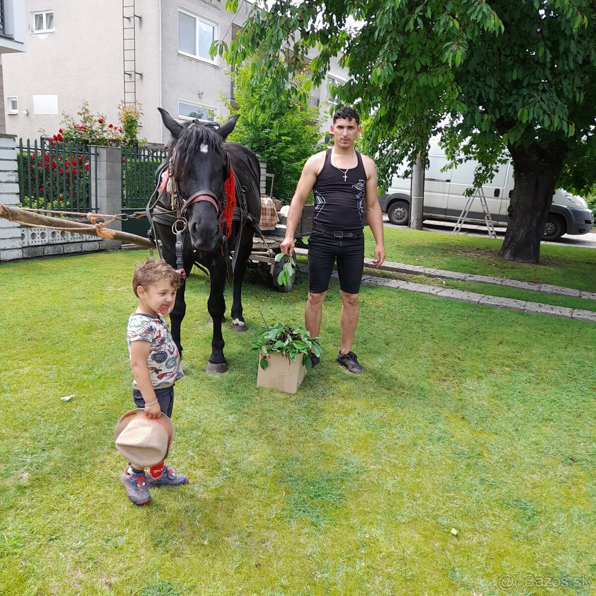 Predam kobila 3 ročna taha vož aj sedlo friz a polotažka