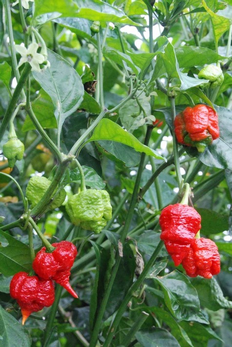 Sušené plody Carolina Reaper