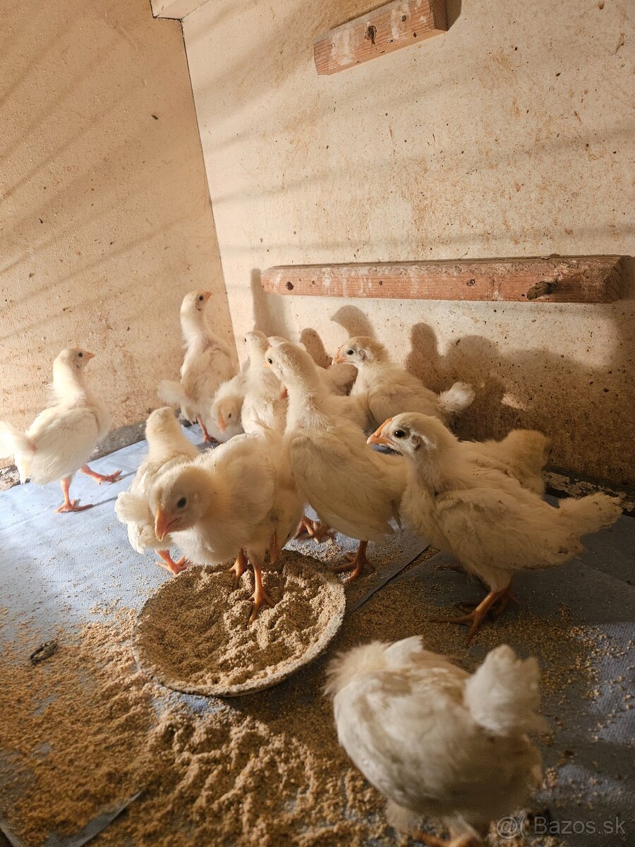 Kuriatka leghorn australorpka cierna