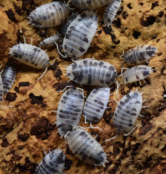 Isopody Porcellio laevis Dairy Cow + chvostoskoky