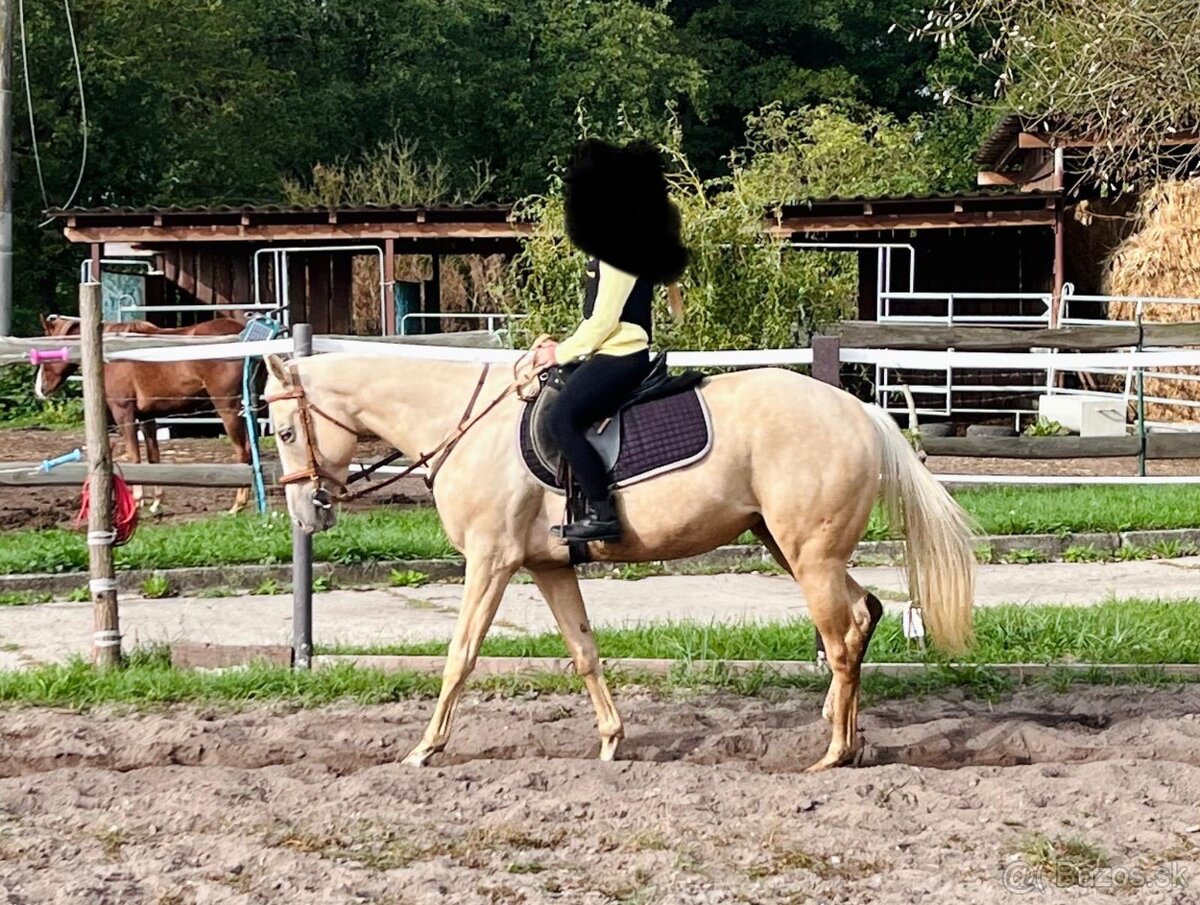 Hobby palomino kobyla na predaj, 8r.