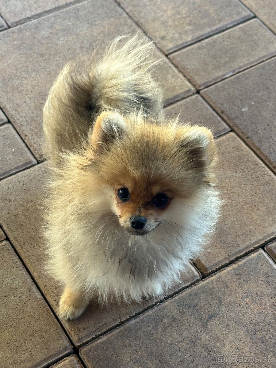 pomeranian,pom,nemecky špic