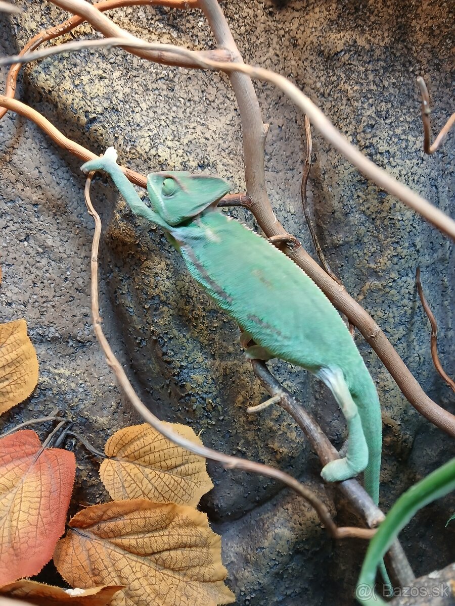 Chameleon jemensky