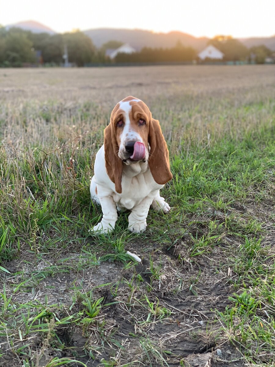 Basset Hound Bicolor