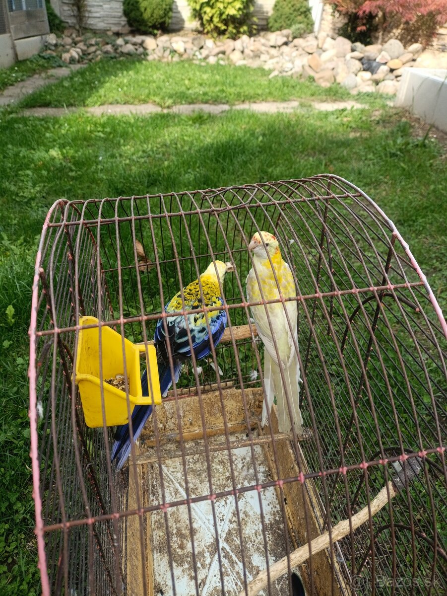 Rozela Žltohlava Škorica Rosela