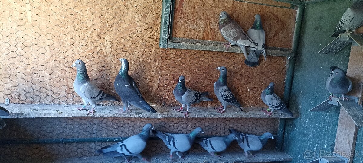 Predám poštové holuby