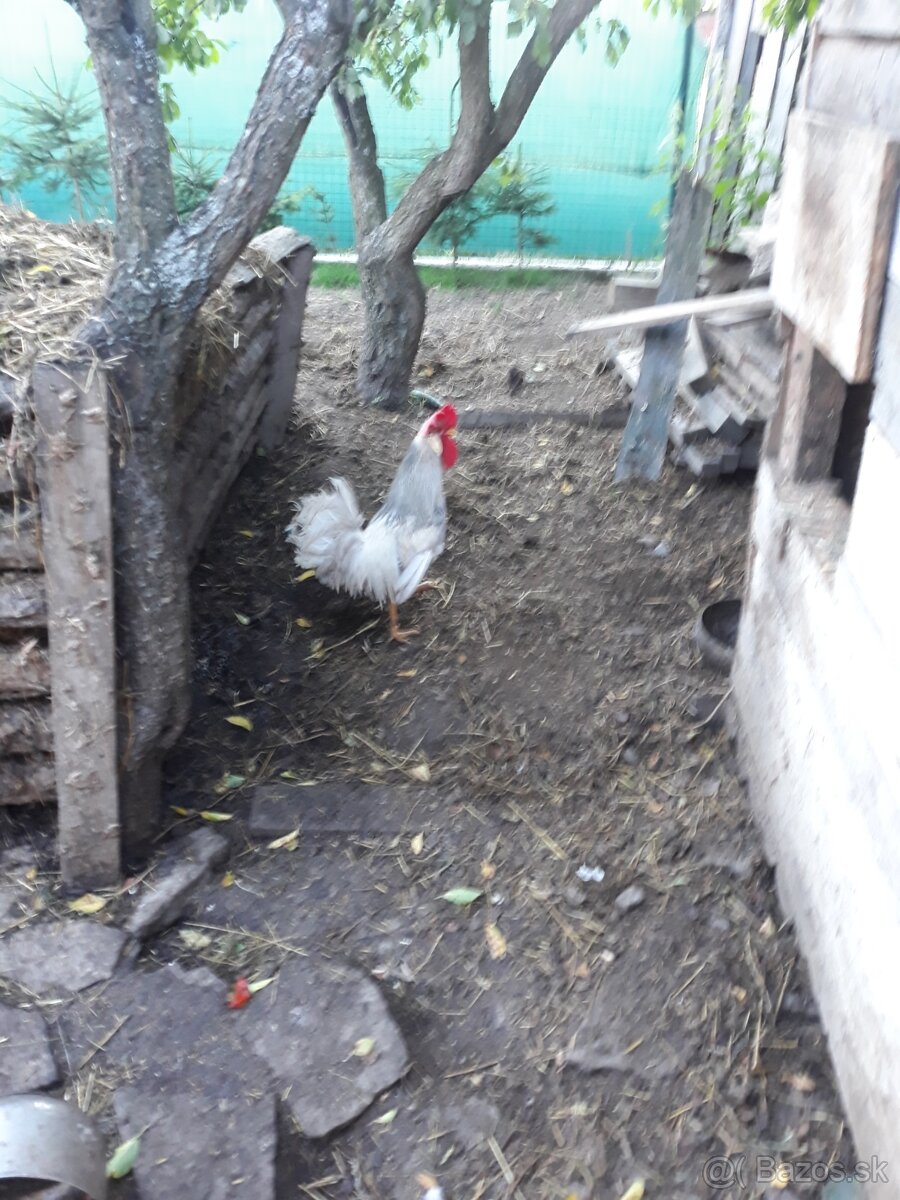 Kohut leghorn