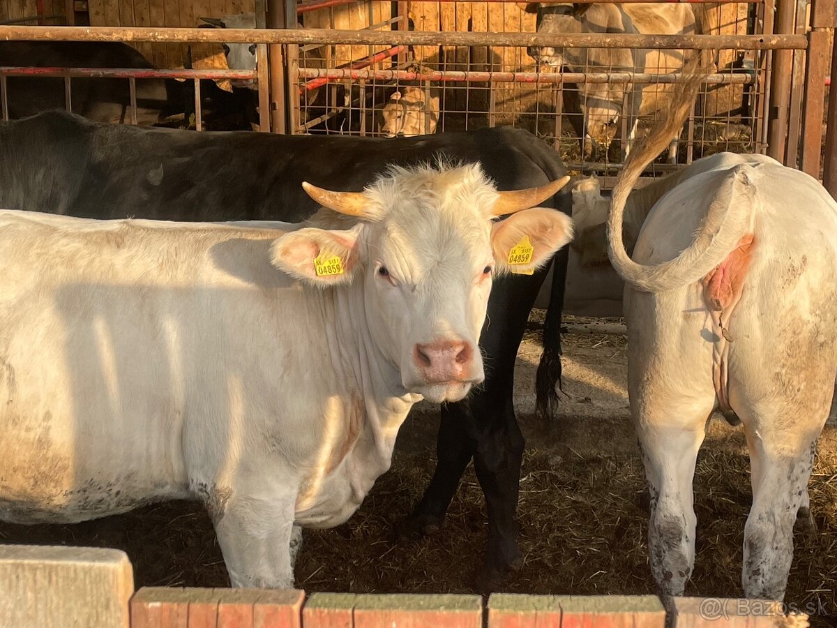 Jalovice charolais