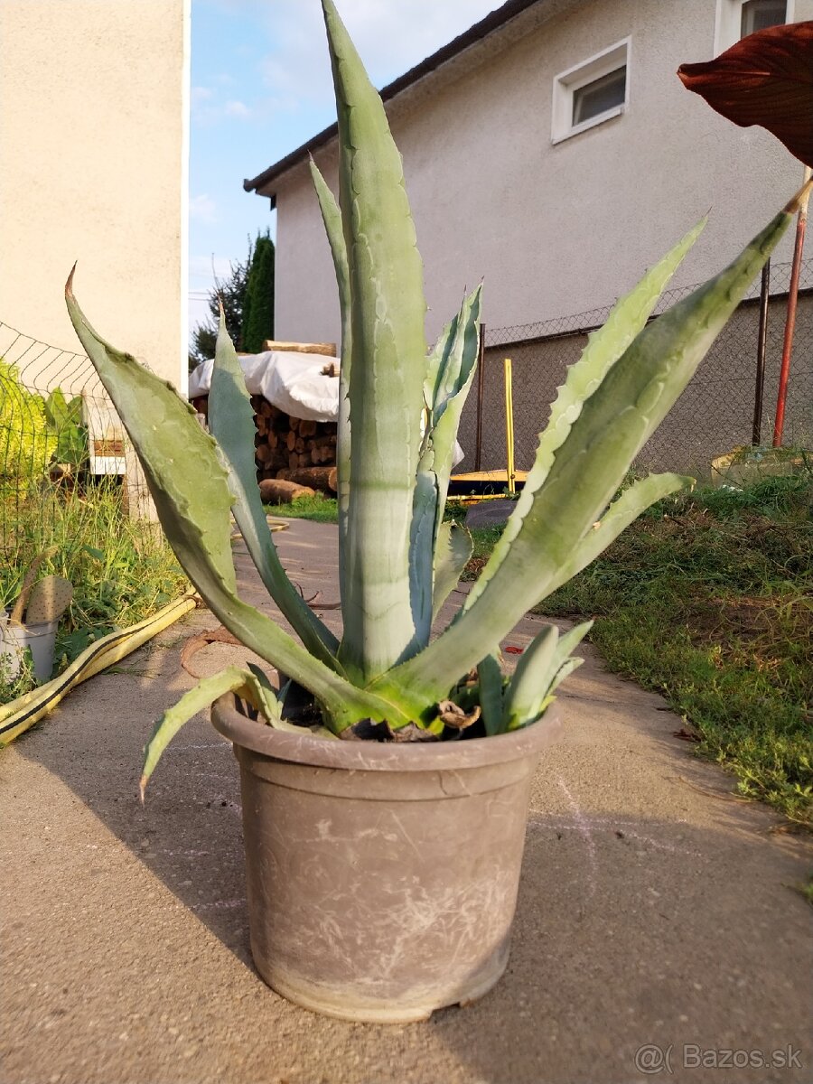 Kaktus agave