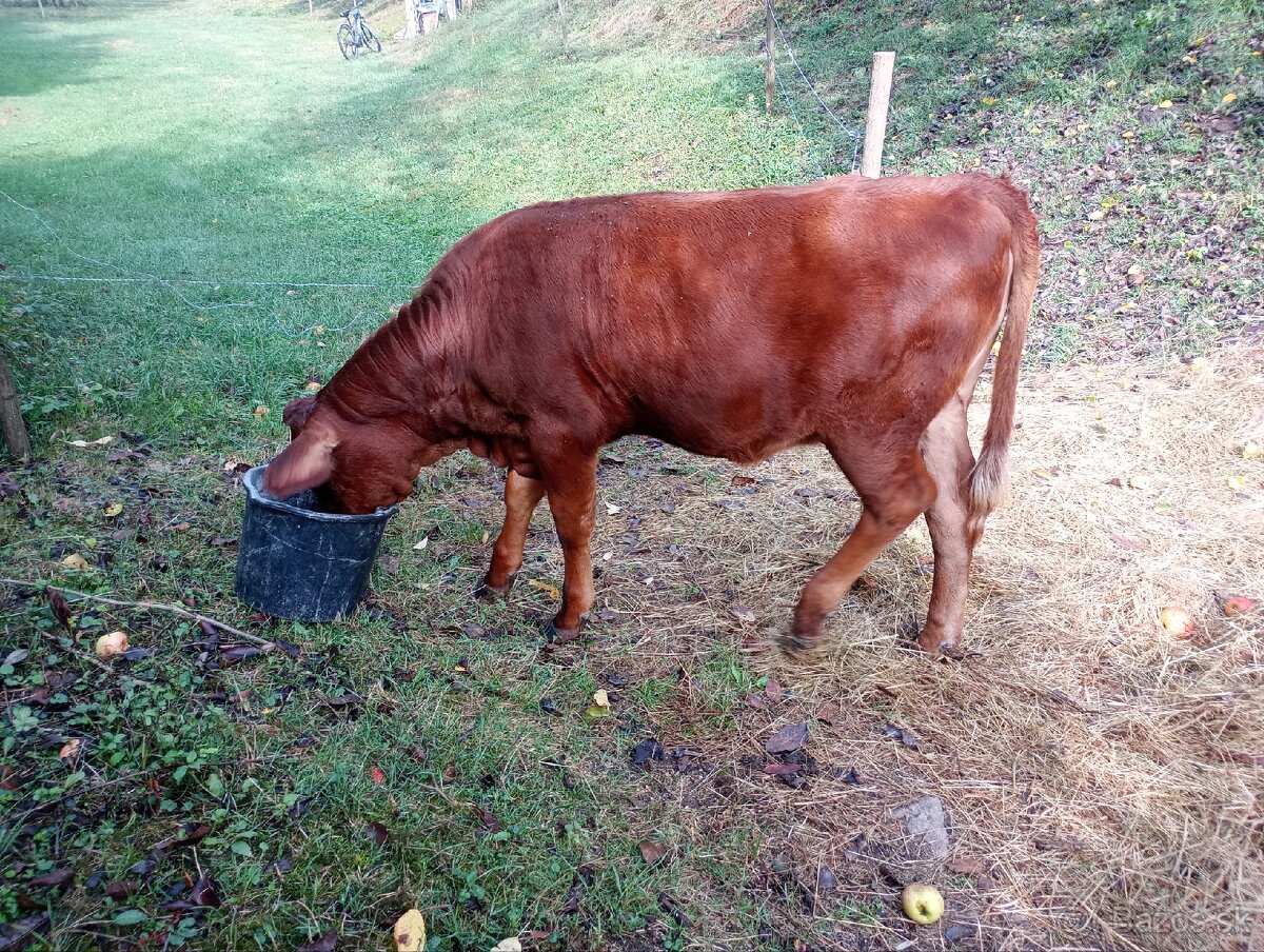 Jalovica Jersey x limuzín