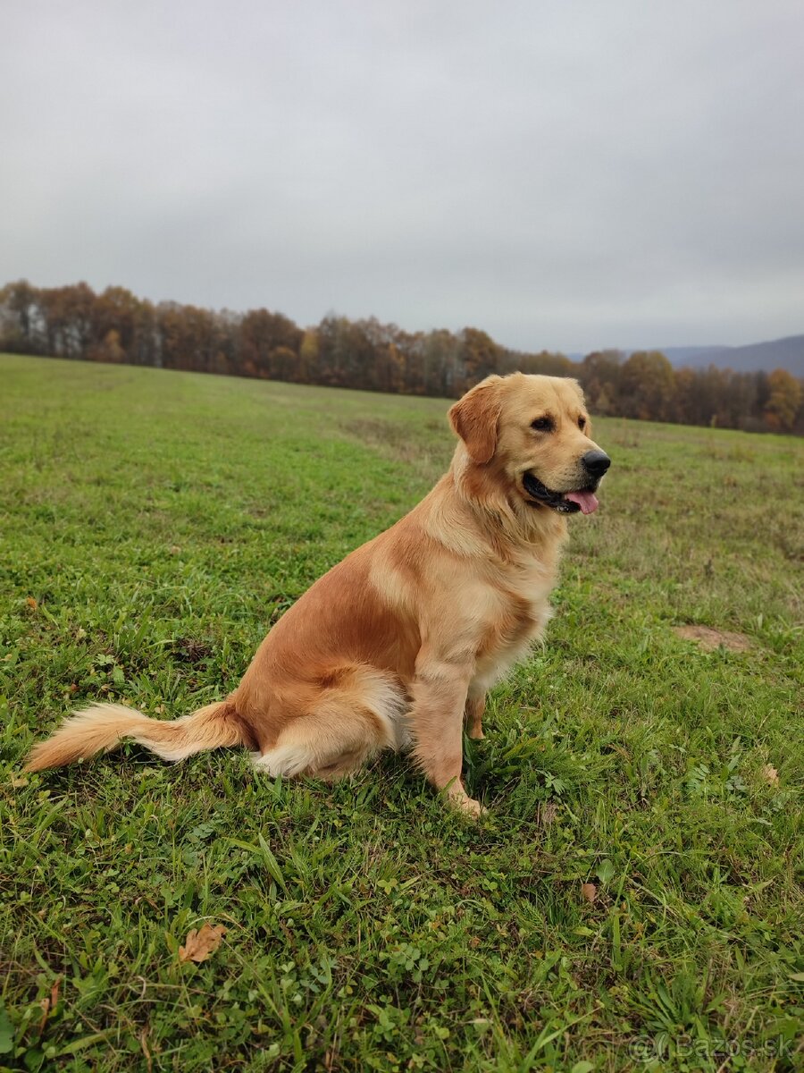 Zlatý retriever na pripustenie