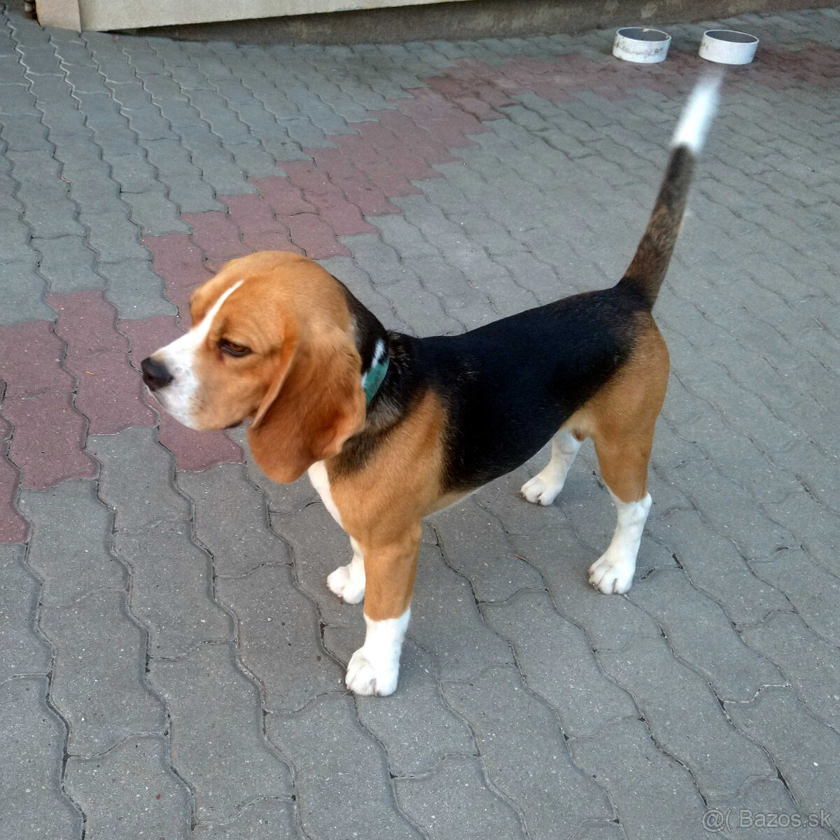 Predám čistokrvného bígla (bígl beagle) s PP