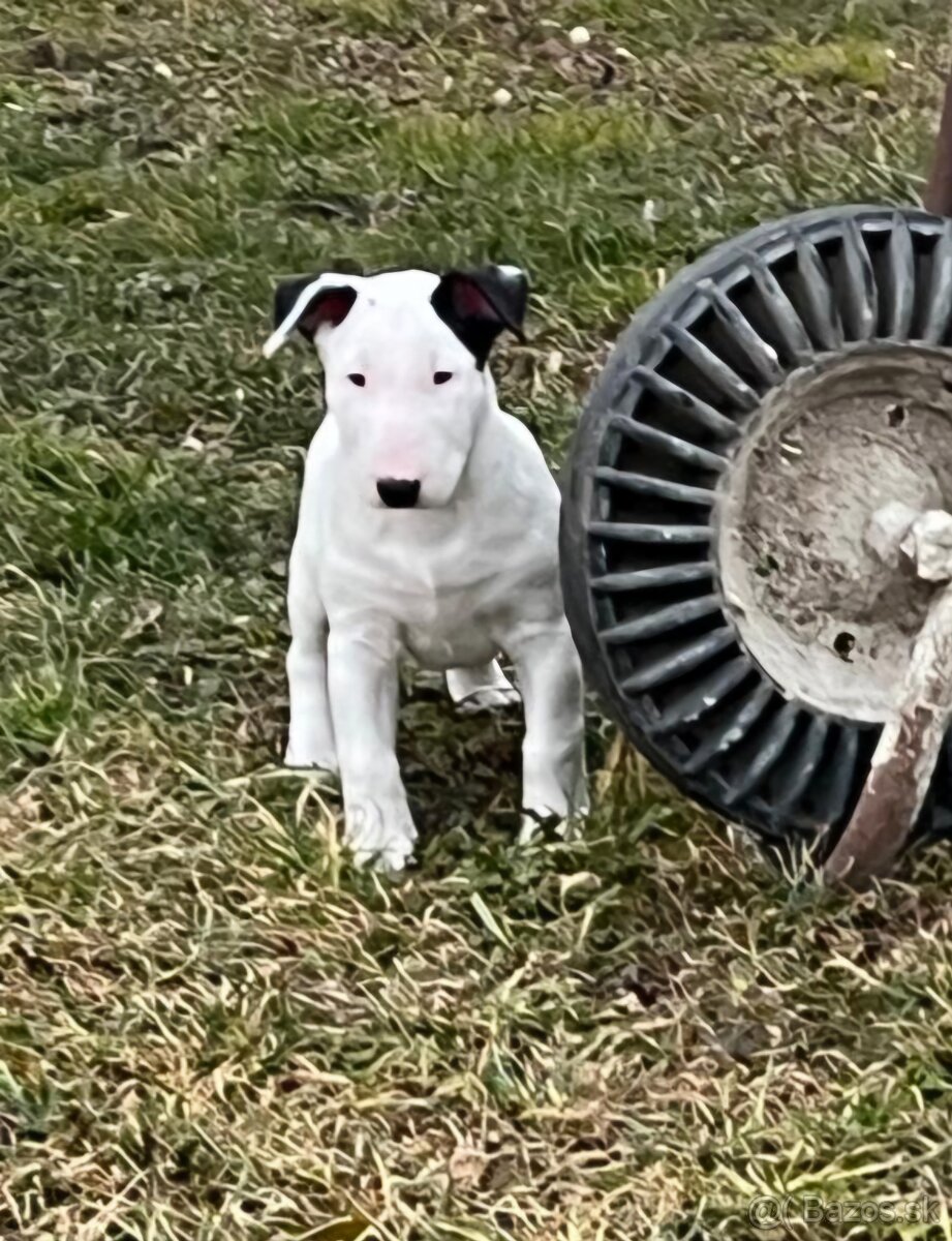 Bullterrier/Bulterier